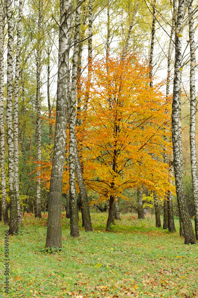 Collection of Beautiful Colorful Autumn Leaves