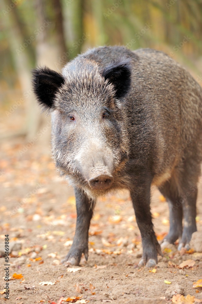 Male wild boar in autumn, in the forest Male wild boar in autumn, in the forest