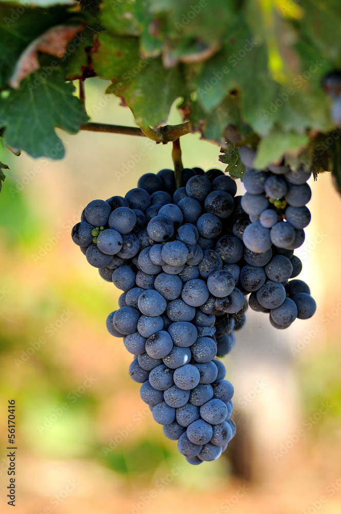 Fototapeta premium Grapes
