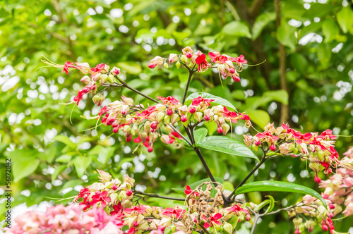 Bagflower or Bleeding hear