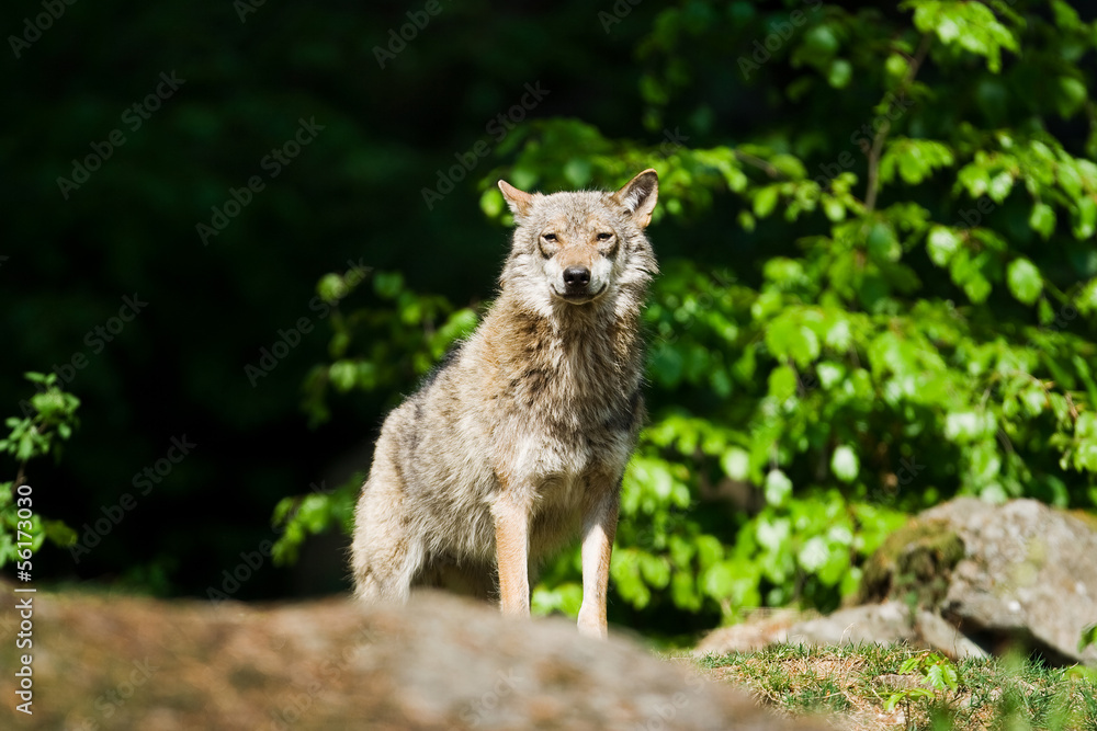 Fototapeta premium Wolf