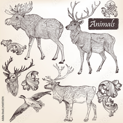 Collection of vector  hand drawn animals in vintage style