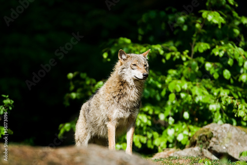 Wolf © KRINAPHOTO