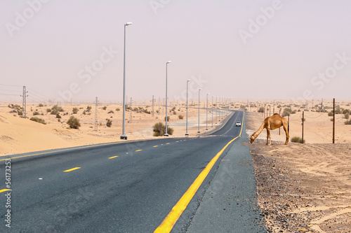 Camel on a desert road