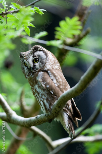 The Boreal Owl