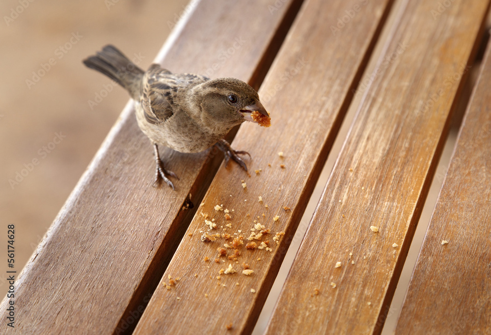 Fototapeta premium Vögel füttern