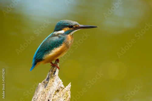 Common Kingfisher (Alcedo atthis) on the branch in nature