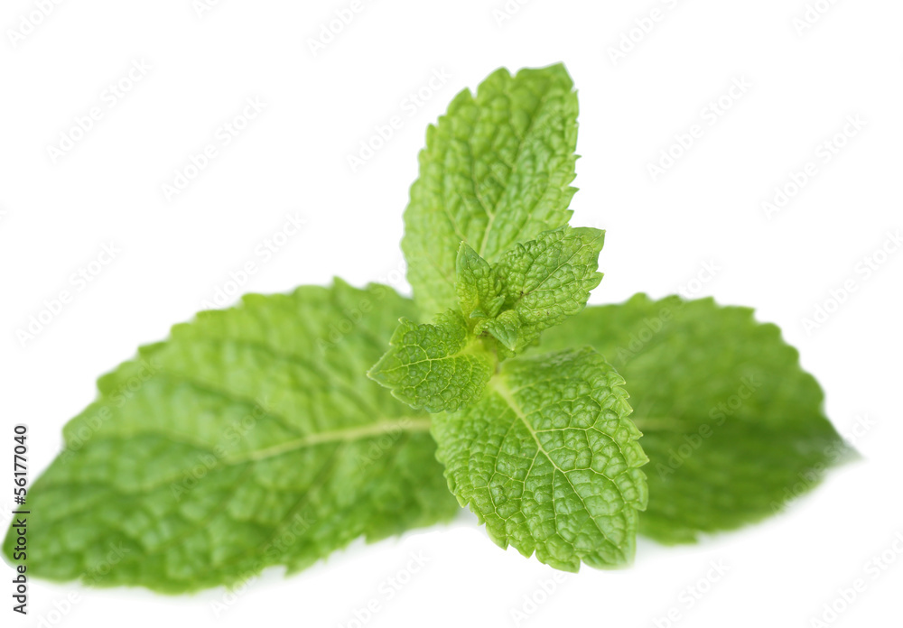 Mint isolated on white Mint isolated on white