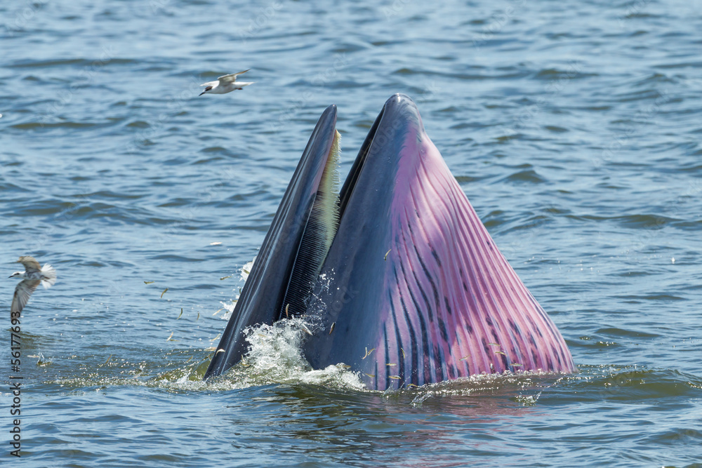 Fototapeta premium Close up of Bryde's whale shutting her mount in Thailand gulf