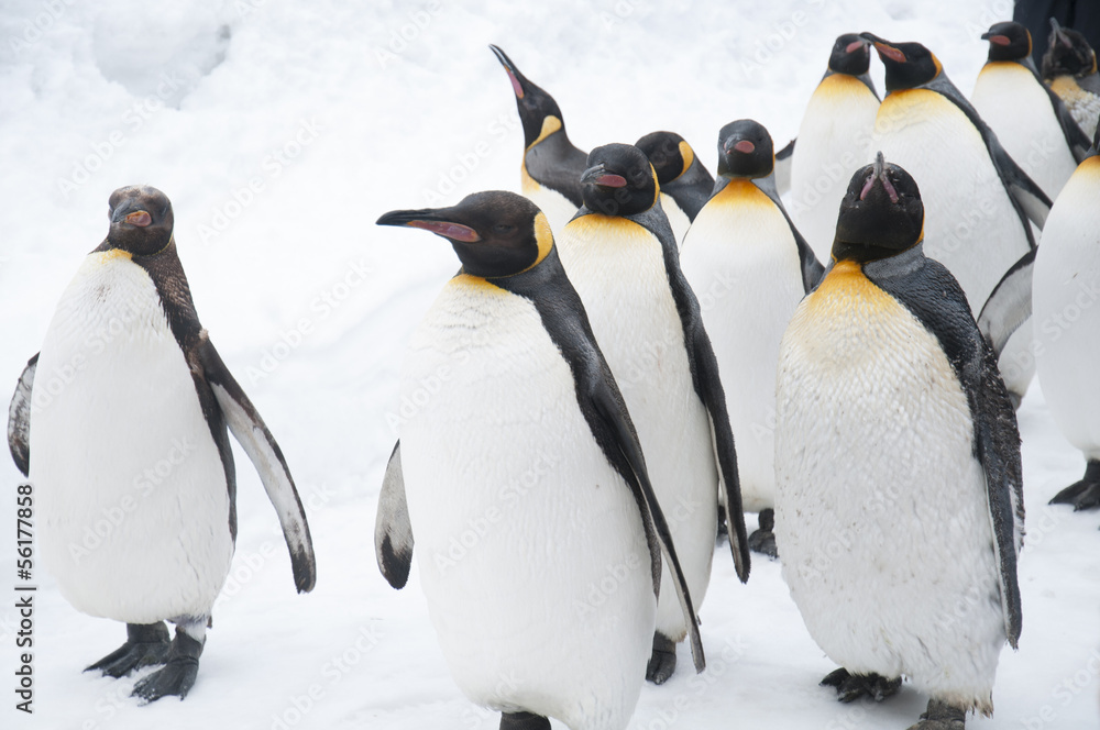 Fototapeta premium 旭山動物園のペンギン