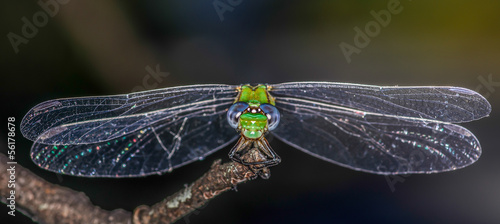 Green and blue dragonfly macro closeup photo