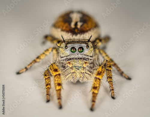 Small Brown and Yellow Jumping Spider Macro