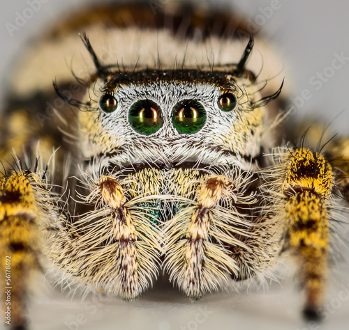 Small Brown and Yellow Jumping Spider Macro