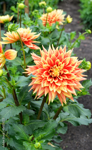 Fototapeta Naklejka Na Ścianę i Meble -  dahlia flower