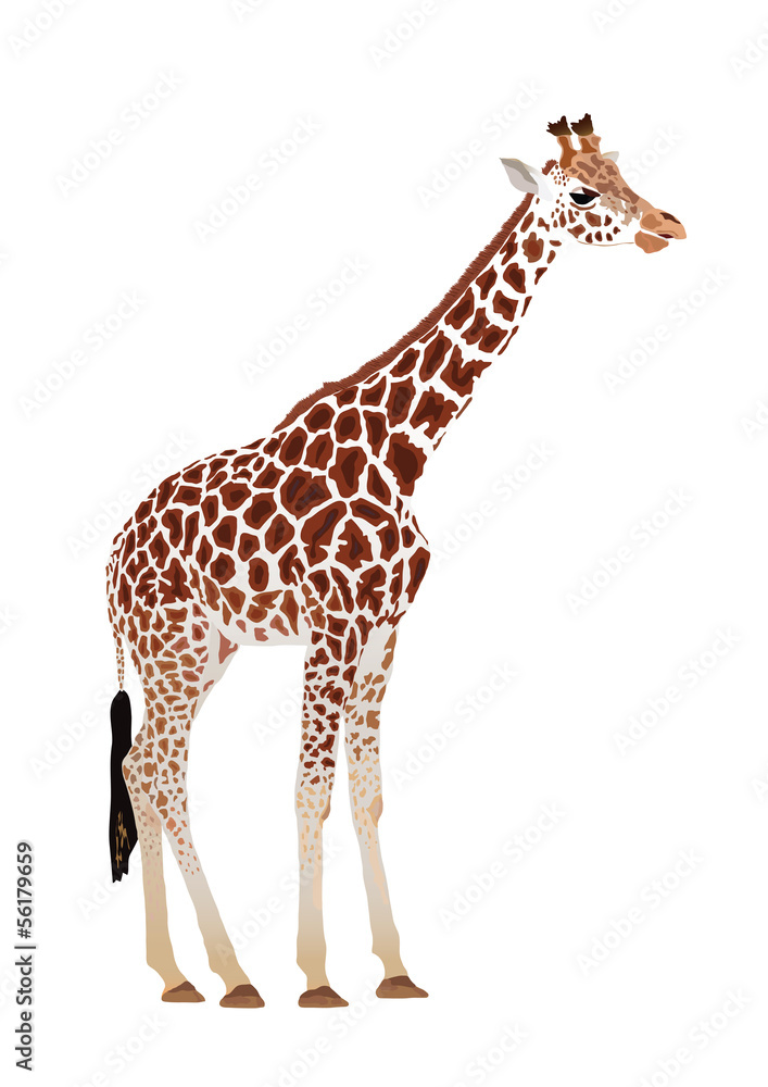 Fototapeta premium Giraffe (Giraffa camelopardalis)