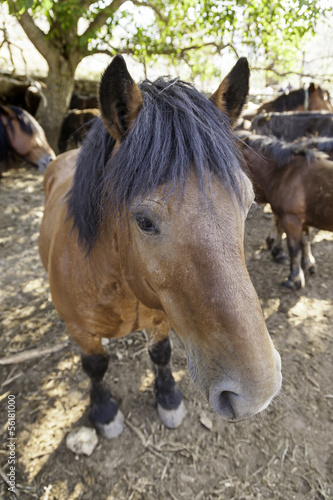 Spanish Horse Farm