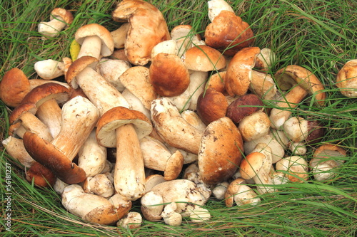 lots of fresh mushrooms on green grass