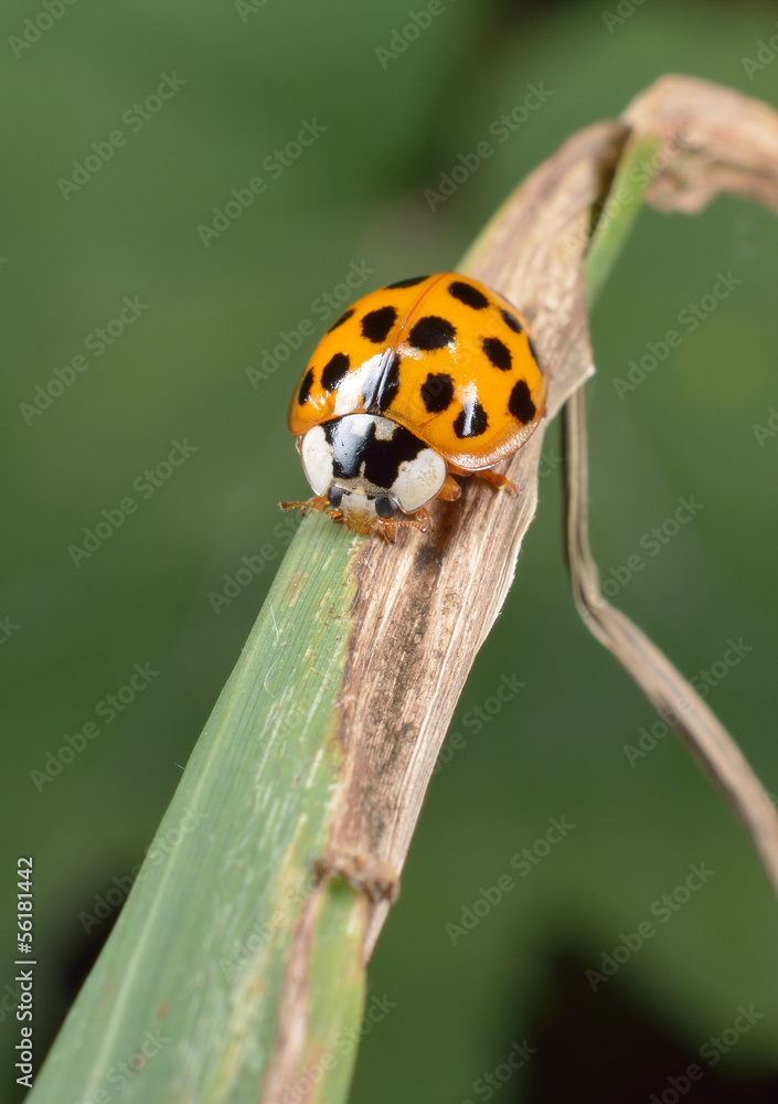 Fototapeta premium winziger Helfer, asiatischer Marienkäfer