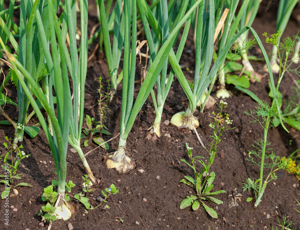 Close-up of the onion plantation in the vegetable garden Close-up of the onion plantation in the vegetable garden