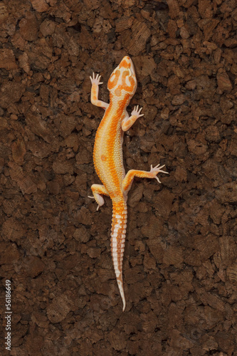 gecko photo