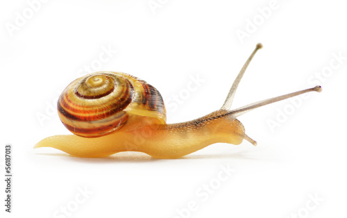 Small snail isolated on white background