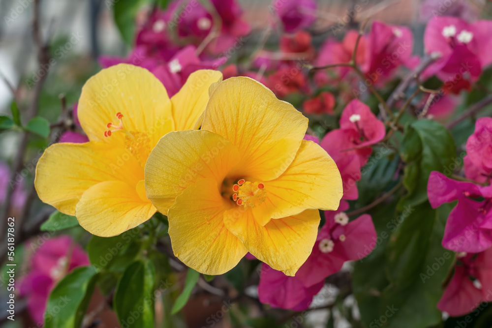 Yellow hibiscus flower in garden Yellow hibiscus flower in garden