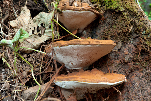Ganoderma Applanatum fungi