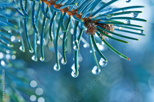 Foto Blue spruce with drops of snow melting, macro