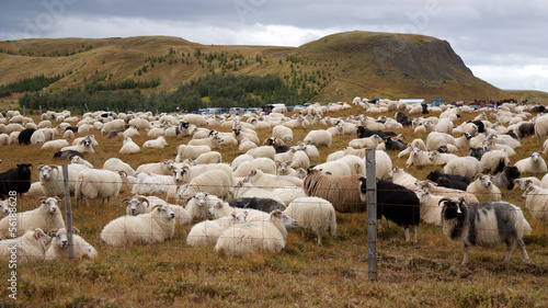Big herd of sheep © Jan Miřacký