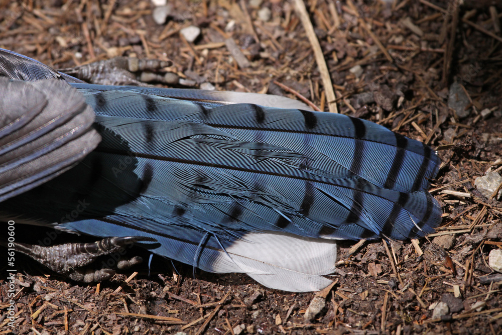 Obraz premium The tail feathers of a dead blue jay (Cyanocitta cristata) sitting on the ground. Shot in Kitchener, Ontario, Canada..