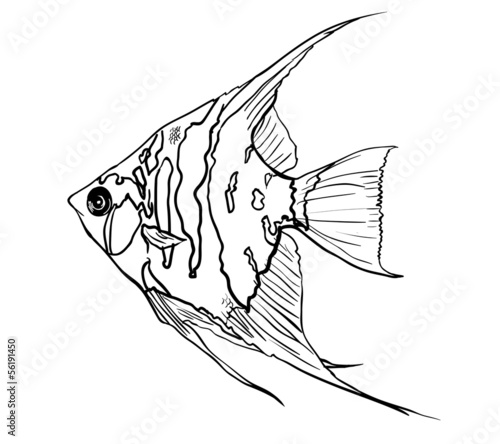 Drawing of angle fish isolated on white background.