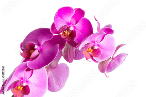 Fototapeta Naklejka Na Ścianę i Meble -  Twig blossoming orchids