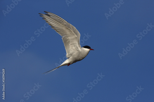 Arctic tern, Sterna paradisaea © Erni