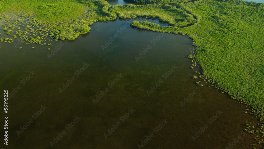 Aerial view of rich flora and fauna, Southern Florida Aerial view of rich flora and fauna, Southern Florida