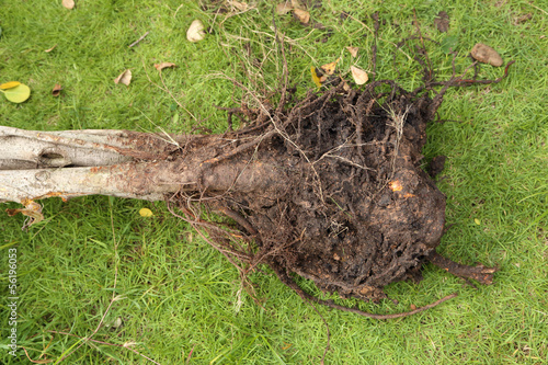 small roots with soil of tree