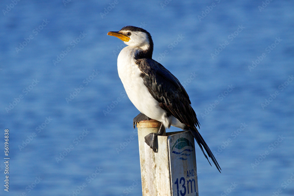 Fototapeta premium Little Pied Cormorant