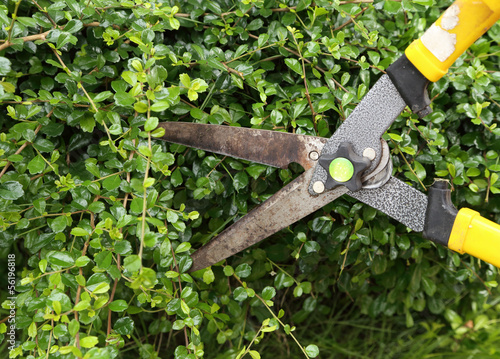 trimming bushes with scissors