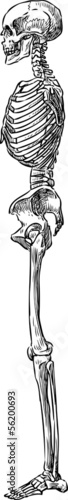 profile of human skeleton