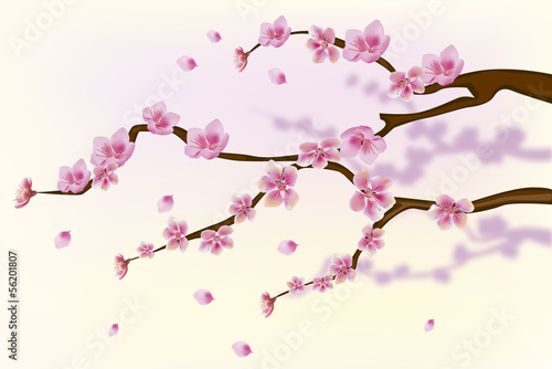 sakura . postcard . menu