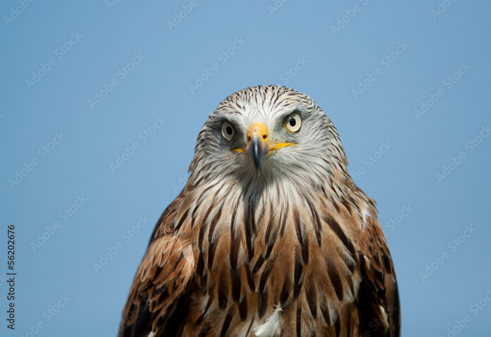 Fototapeta premium Red kite
