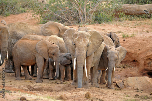 Photography elephants