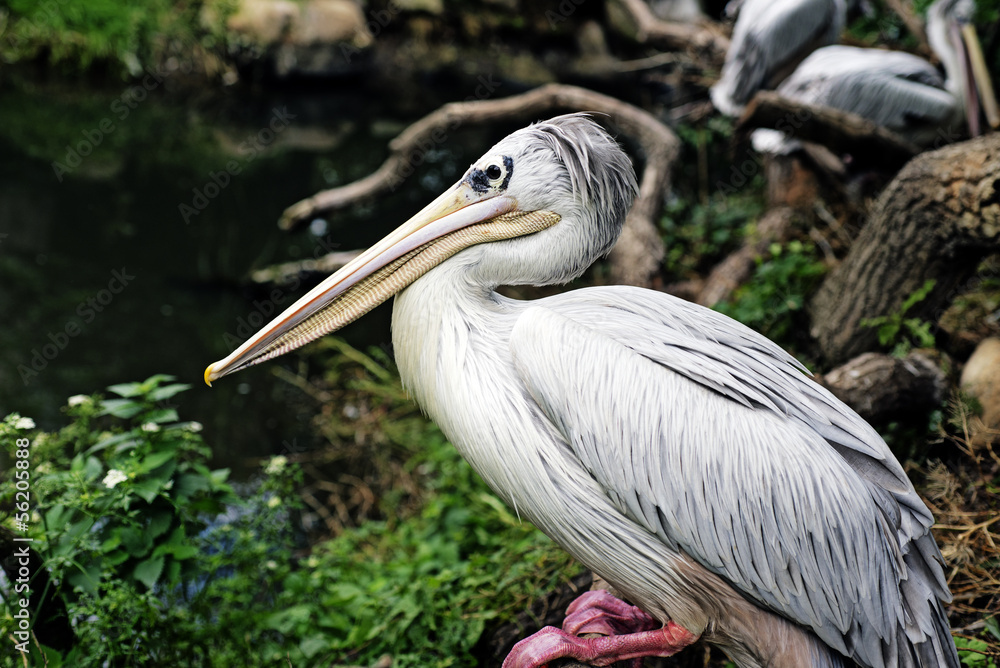 Fototapeta premium Closeup Pelican