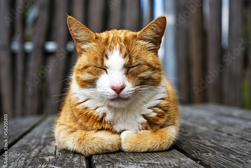 Fototapeta Naklejka Na Ścianę i Meble -  Closeup Cat