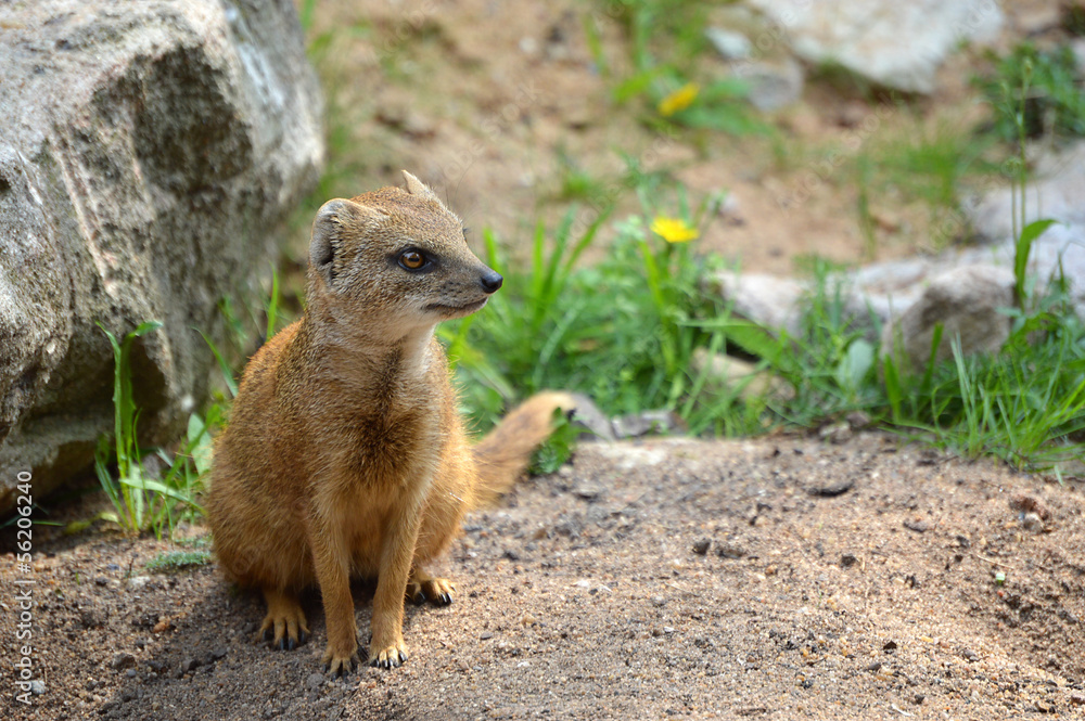 Fototapeta premium Yellow Mongoose in Grass