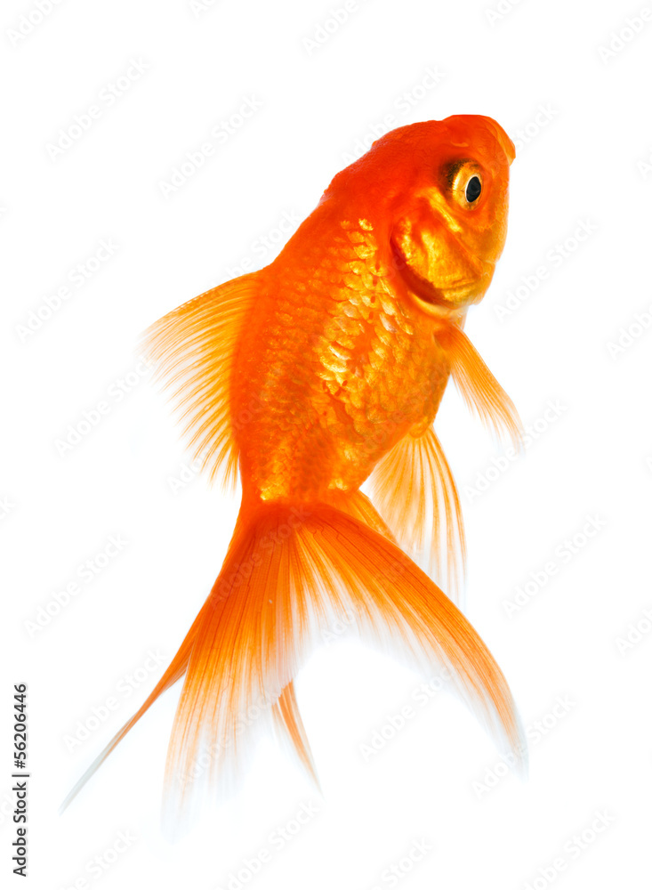 Fototapeta premium Goldfish
