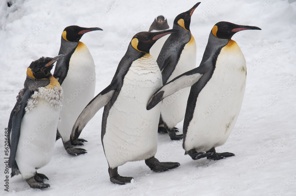 Fototapeta premium ペンギン