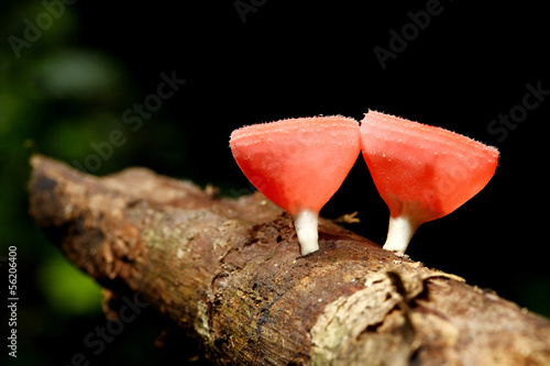 Two Fungi cup