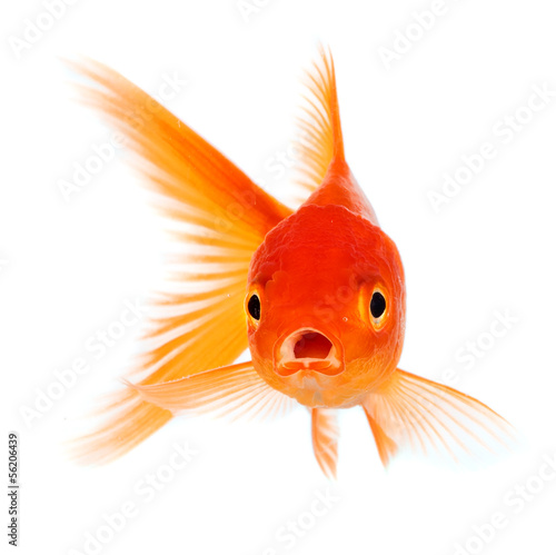 Canvastavla Goldfish