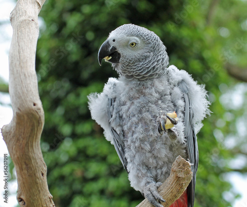A Grey Parrot Feeding on a Piece of Apple.