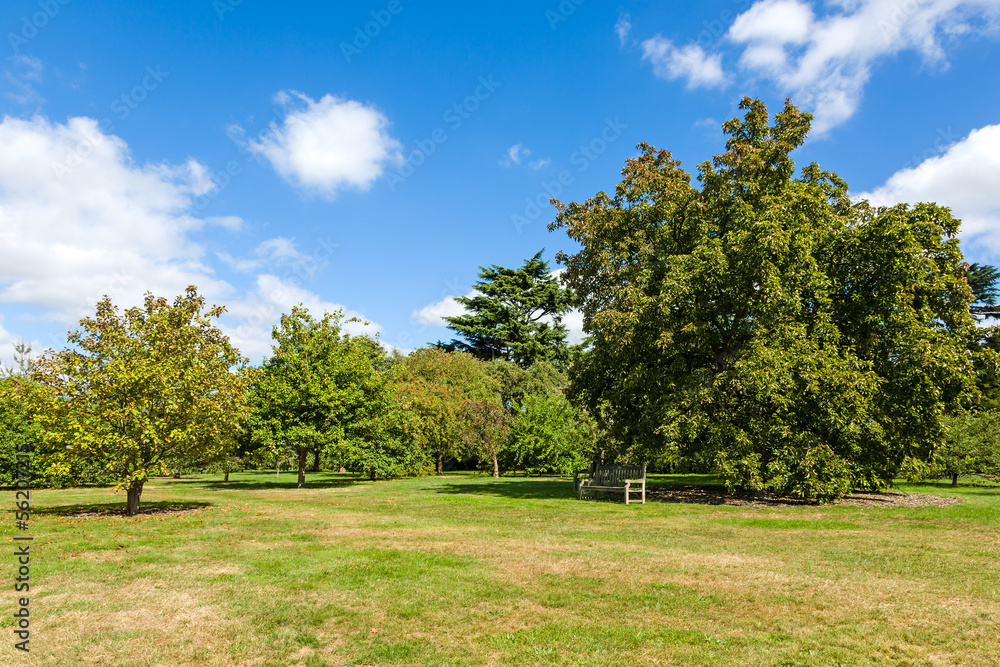Lush Green Tranquil Woodland Garden in Sunshine Lush Green Tranquil Woodland Garden in Sunshine